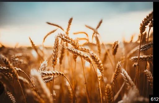 PAK Global Trade wheat product